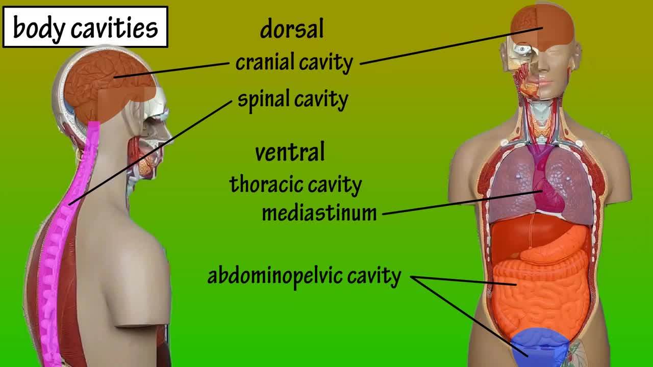 HS20_U3-1_Body Cavities