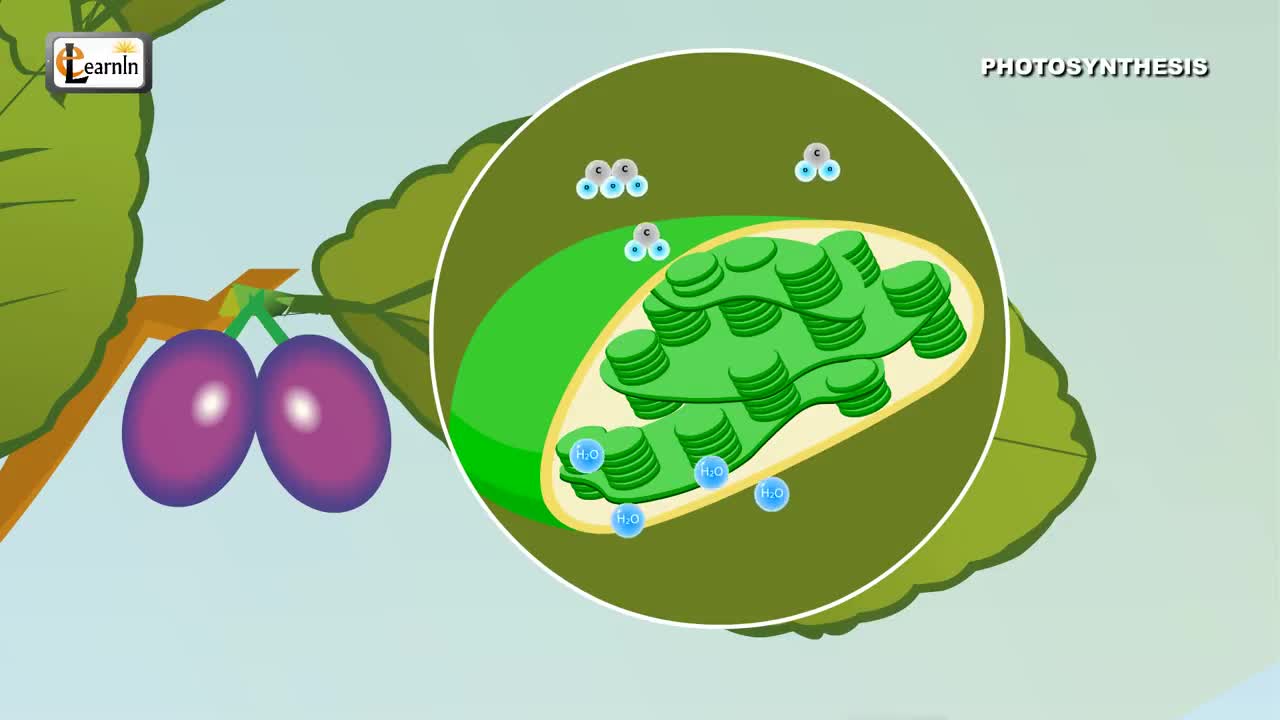 PAA30_L08-5_V01-Photosynthesis in Plants