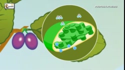 PAA30_L08-5_V01-Photosynthesis in Plants