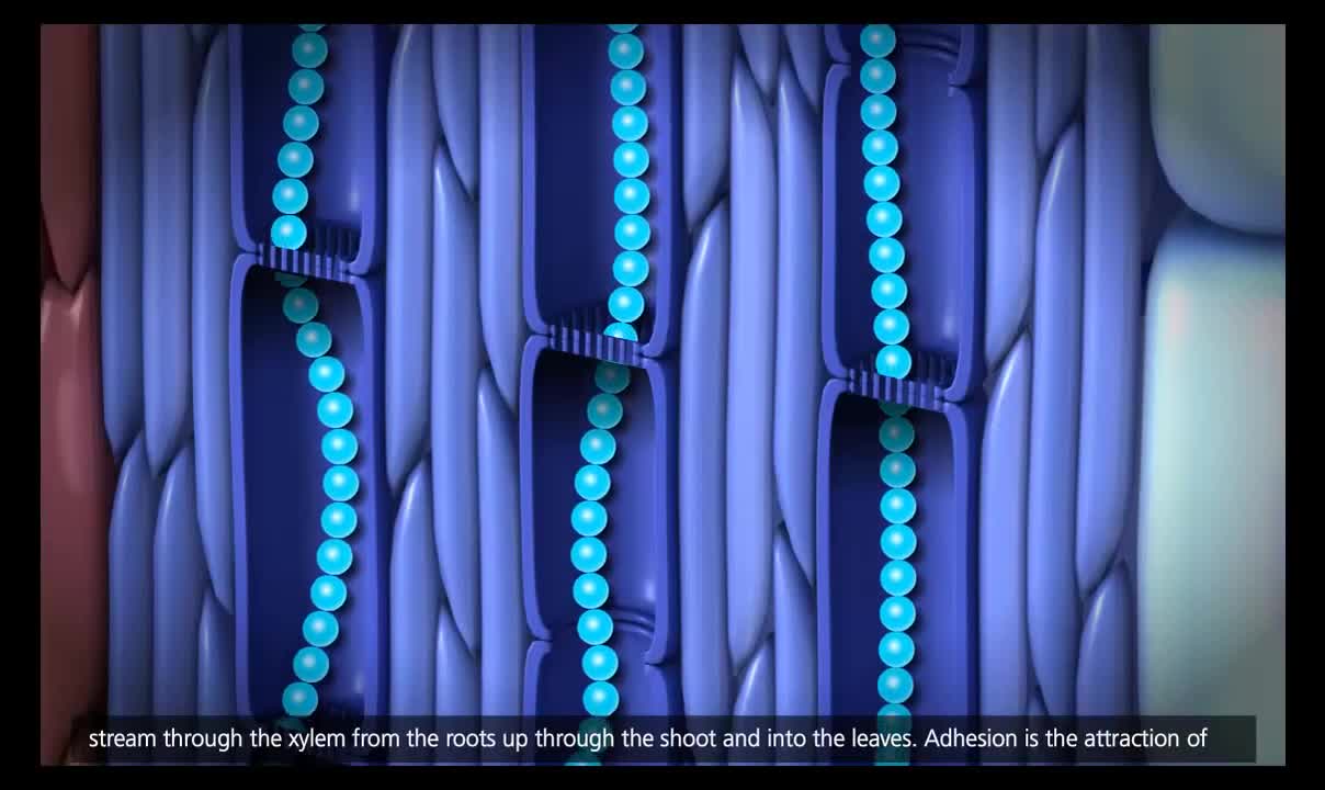 PAA30_L08-5_V03-Plant Transport - Xylem and Phloem