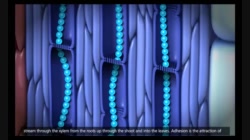 PAA30_L08-5_V03-Plant Transport - Xylem and Phloem