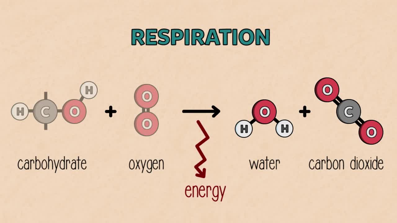 PAA30_L08-7_V04-Photosynthesis and Respiration recap video