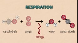 PAA30_L08-7_V04-Photosynthesis and Respiration recap video