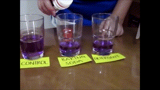 Sci10_T03_L12-1_V02-Red Cabbage Indicator